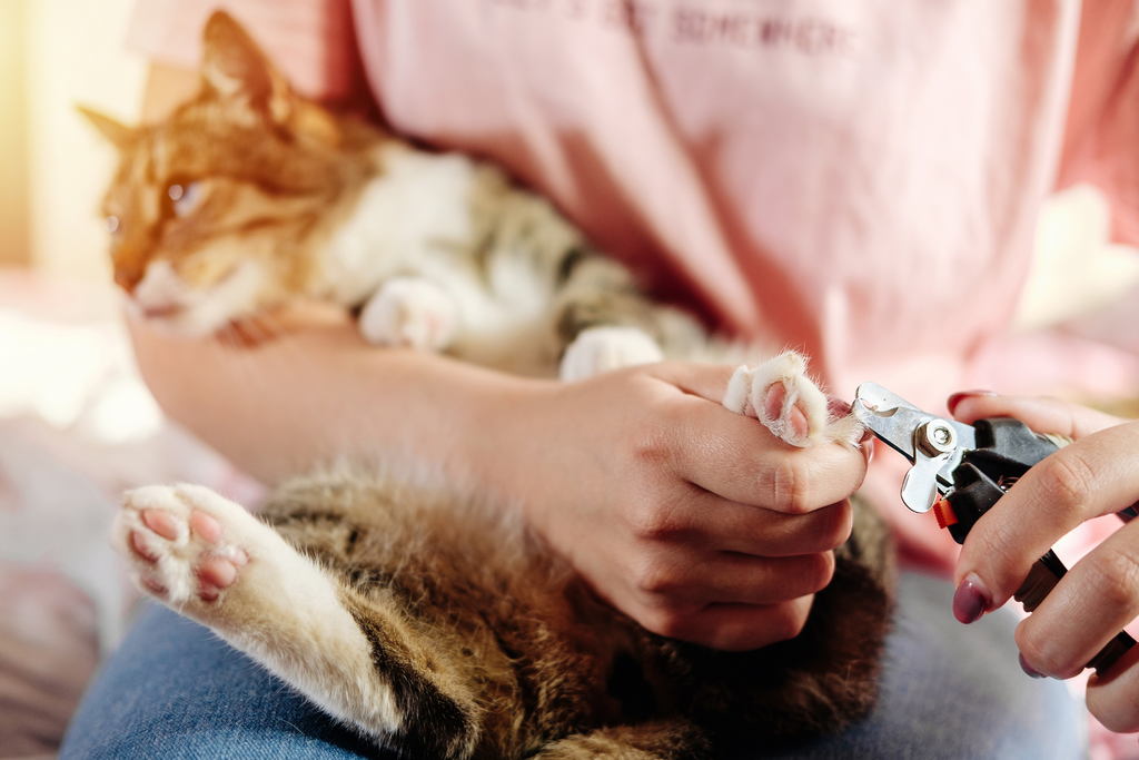 The Ultimate Guide To Clipping Your Cat’s Nails