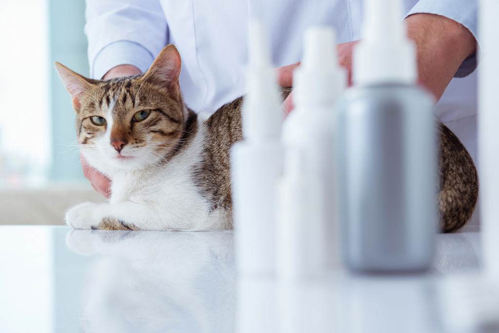 How An Automatic Litter Box Can Save Your Cat’s Life