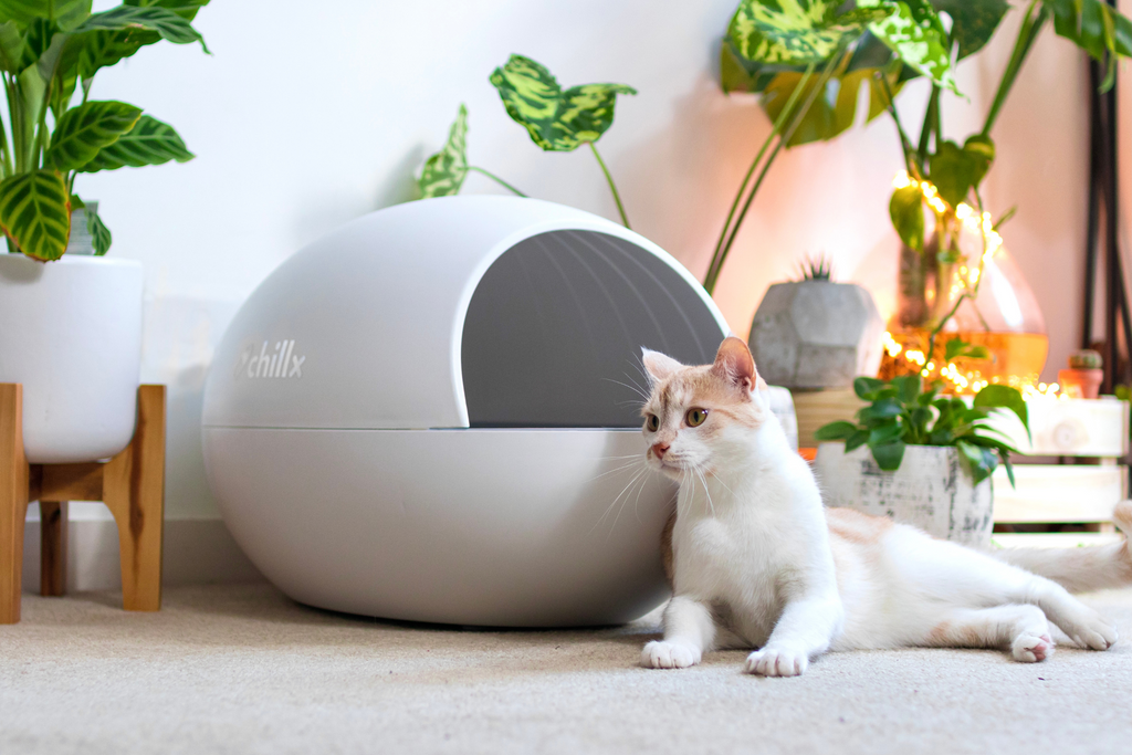 The Ultimate Care Guide For Your Automatic Litter Box