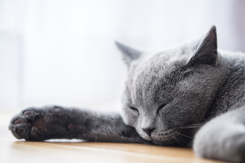 Mystery Explained: Why Do Our Cats Purr?
