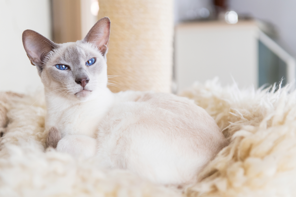 8 Cat Breeds That Absolutely Love Automatic Litter Boxes