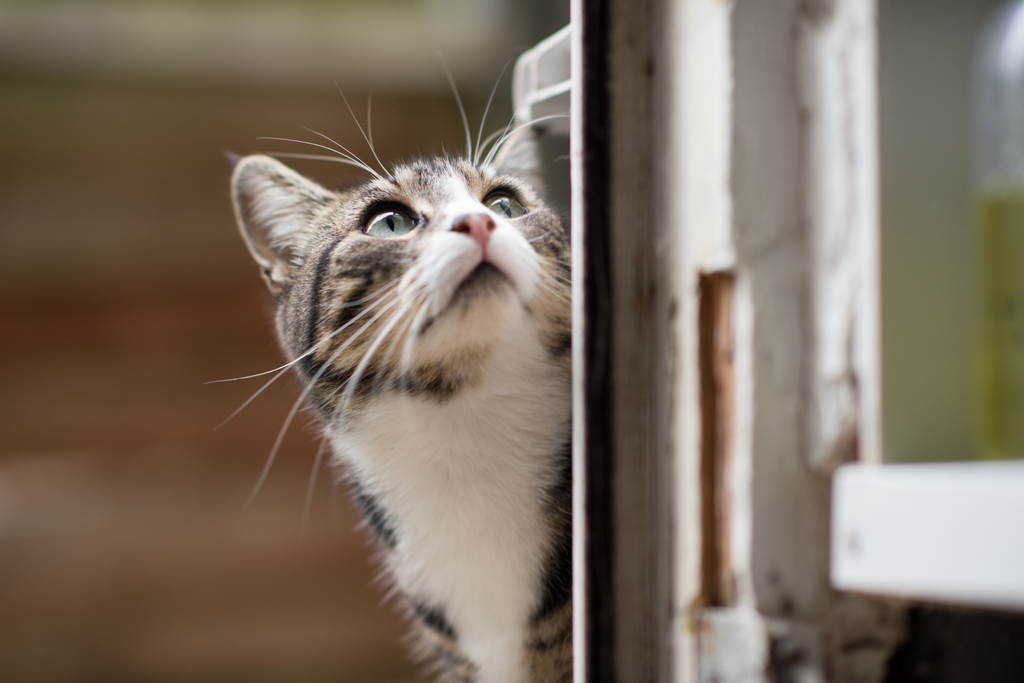 What To Do If Your Indoor Cat Accidentally Gets Outside