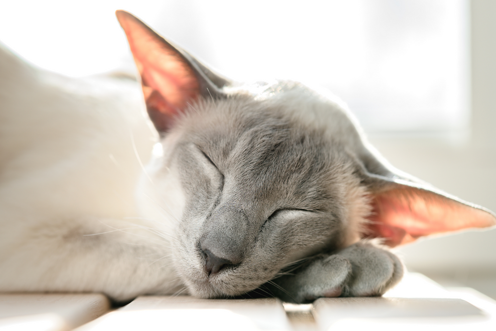 The Best Cat Breeds For Allergies