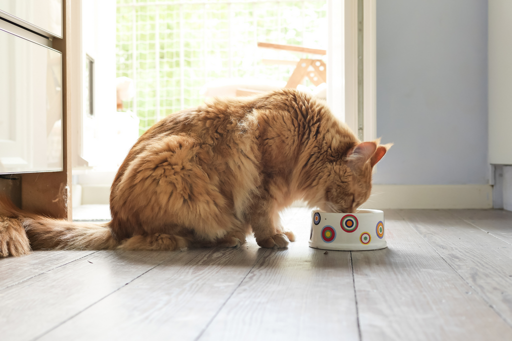 The Right Way To Put Your Cat On A Diet