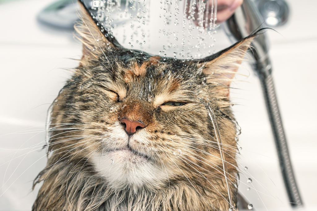 8 Cat Breeds That Actually Like Water