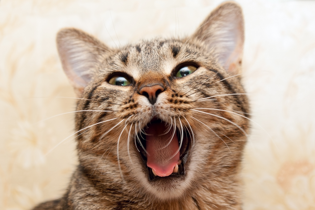 What To Do If Your Cat Won’t Stop Meowing