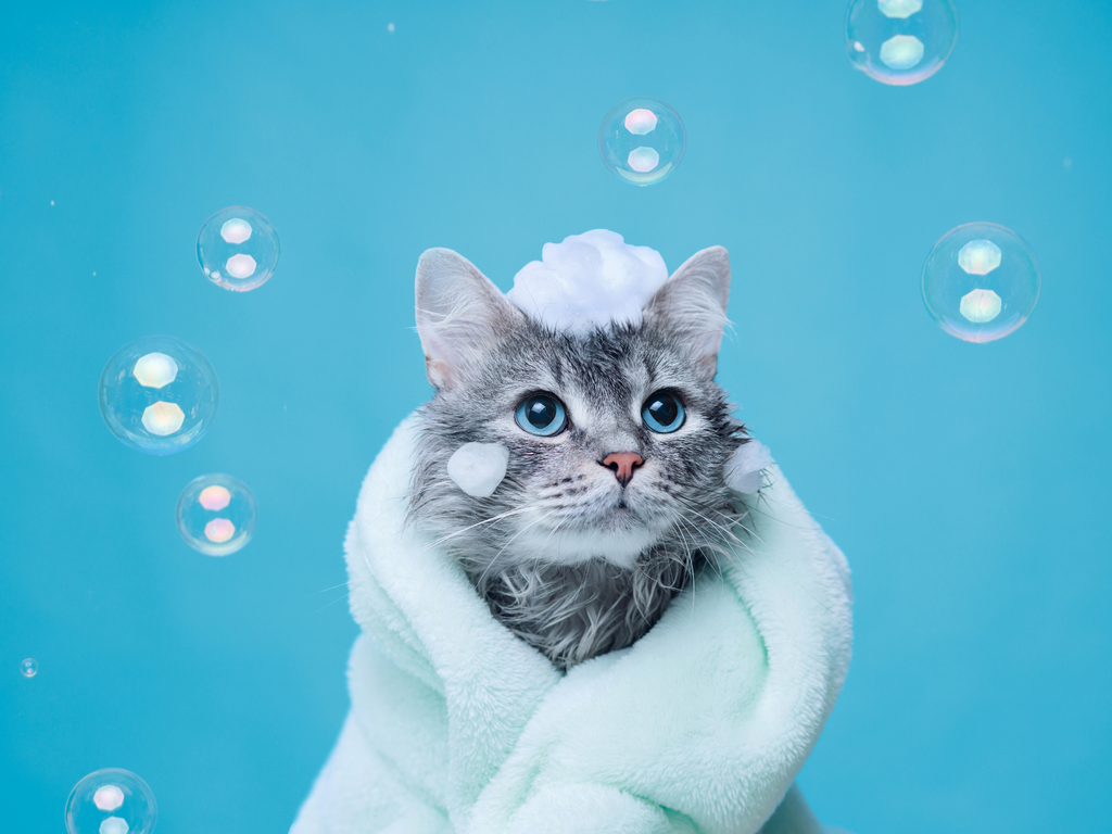 9 Of The Best Tips For Giving Your Cat Their First Bath