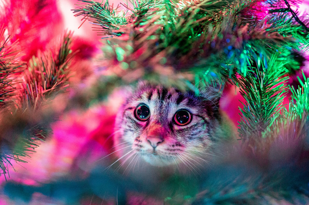 How To Cat-Proof Your Christmas Tree This Year