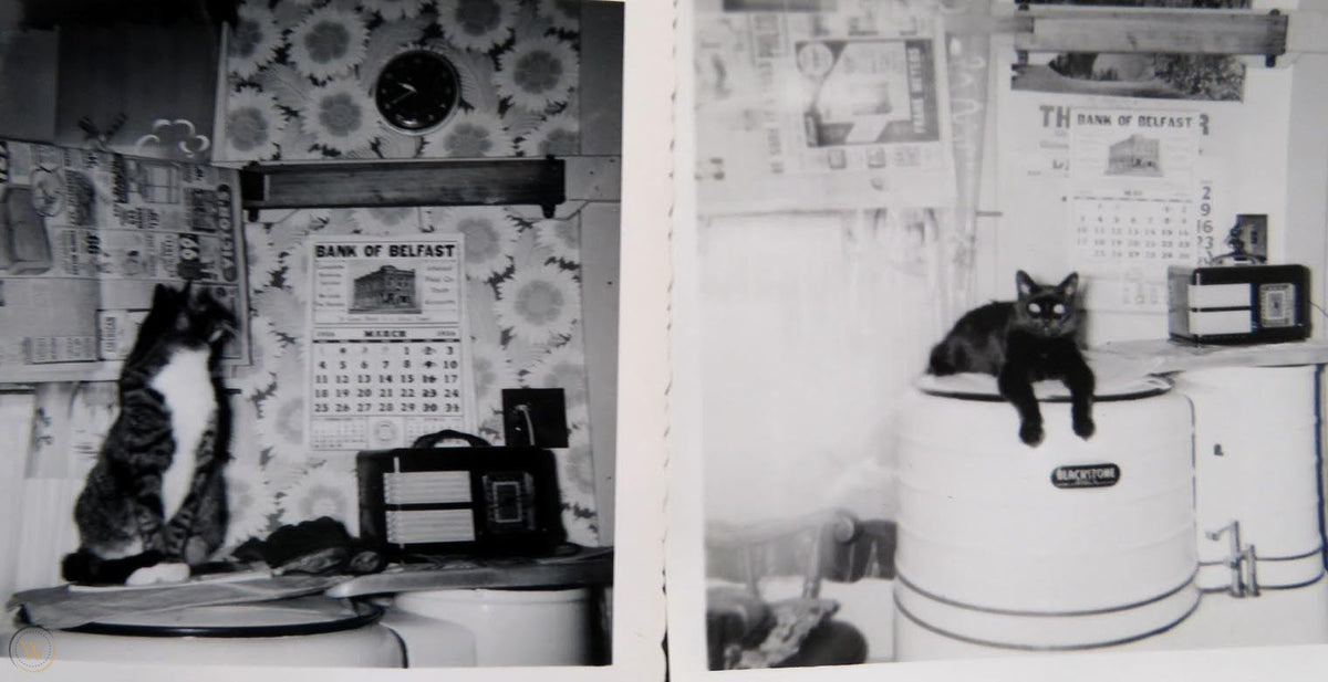 A Brief History Of Automatic Litter Boxes