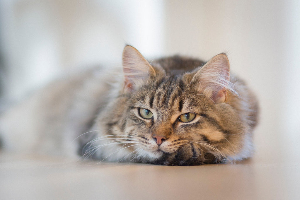 6 Downsides To Using Disposable Litter Boxes